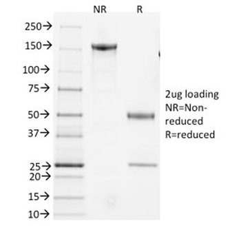 CD3e Antibody