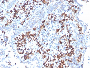 CD5L Antibody