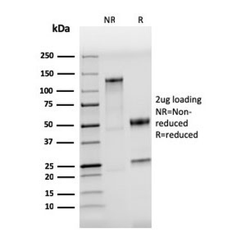 Recombinant TLR4 Antibody