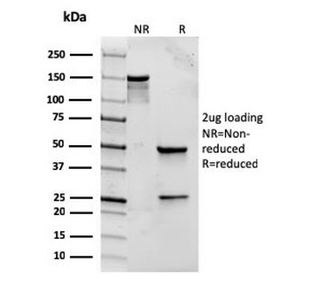 Recombinant TLR2 Antibody