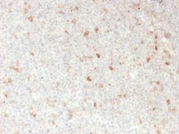 OX40 Antibody