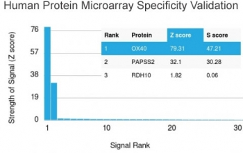 OX40 Antibody