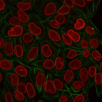 TIA1 Antibody