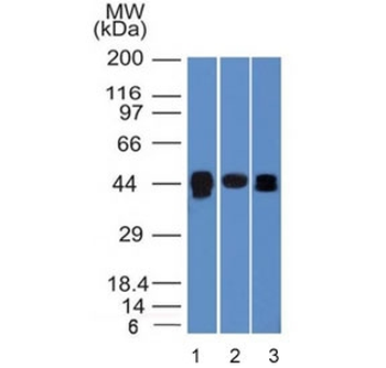 TIA1 Antibody