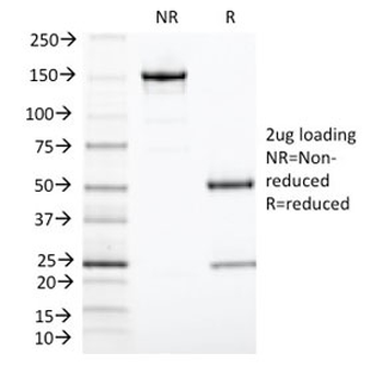 TIA1 Antibody