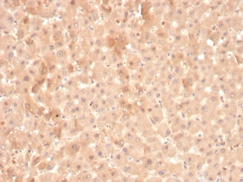 F7 Antibody / Factor VII