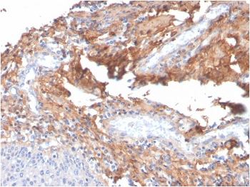 Fibronectin Antibody