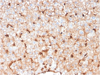APOD Antibody / Apolipoprotein D