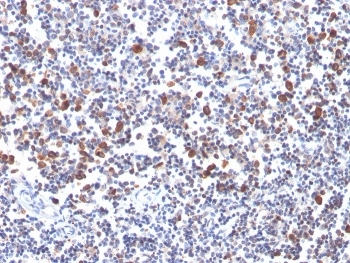 OX40 Antibody