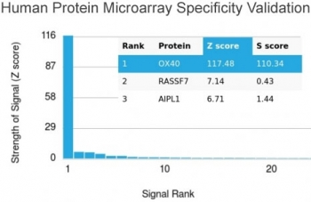 OX40 Antibody