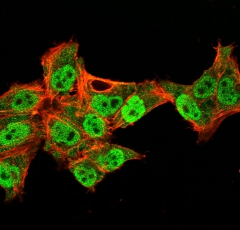 Recombinant p40 Antibody / deltaNp63