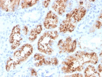 RBP4 Antibody / Retinol Binding Protein 4