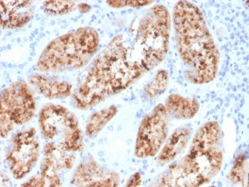 RBP4 Antibody / Retinol Binding Protein 4