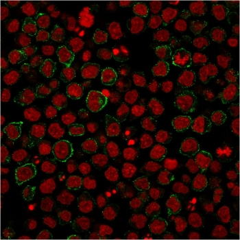 CD86 Antibody