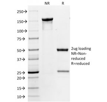 CD86 Antibody