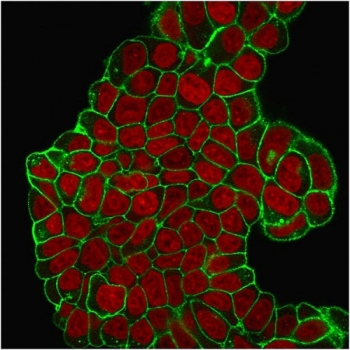 CD47 Antibody / IAP