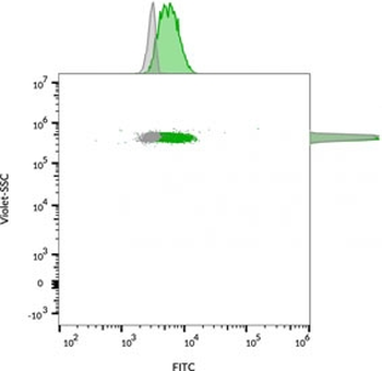 CD63 Antibody / LAMP-3