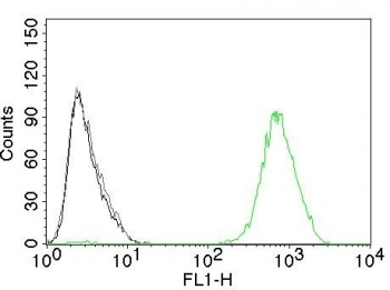 EGFR Antibody / EGF Receptor