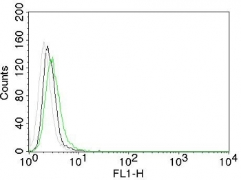 EGFR Antibody / EGF Receptor