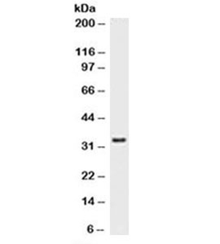 PCNA Antibody