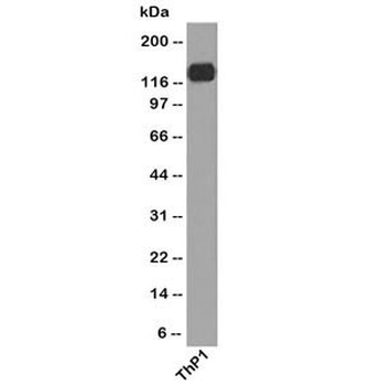 PECAM-1 Antibody / CD31