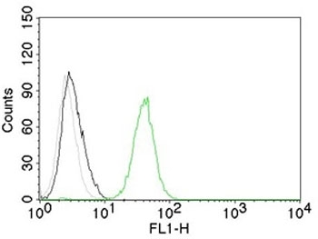 PECAM-1 Antibody / CD31