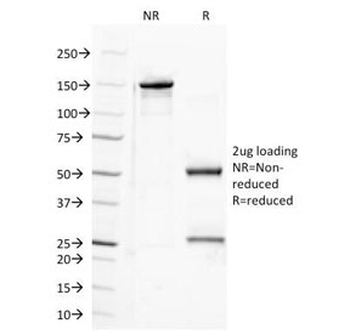 Semaphorin-4D Antibody / SEMA4D / CD100
