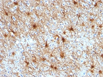 GFAP Antibody