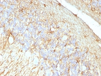 GFAP Antibody Cocktail