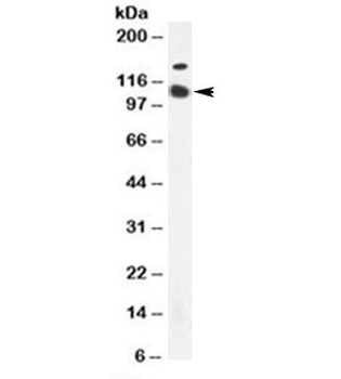 CD57 Antibody