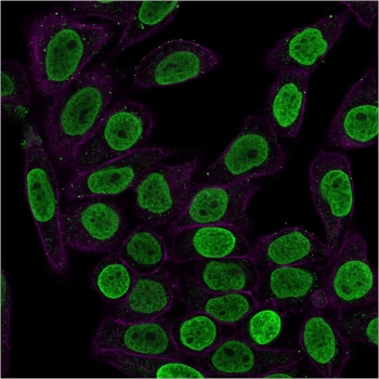 Histone H1 Antibody