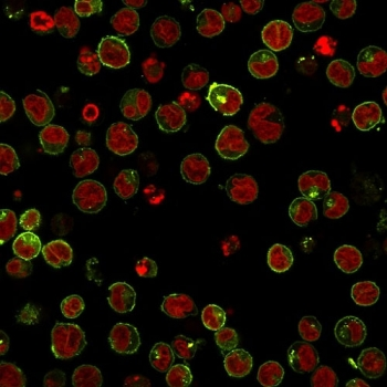 HLA-DRB1 Antibody (MHC II)