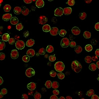 HLA-DRB1 Antibody (MHC II)