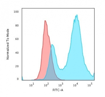 HSP27 Antibody