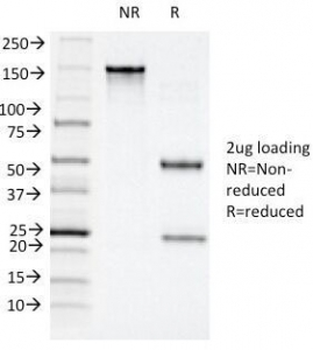 CD11c Antibody