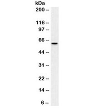 c-Myc Antibody