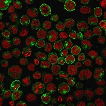 Transferrin Receptor Antibody / CD71