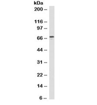 ZAP-70 Antibody