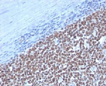 Cyclin B1 Antibody
