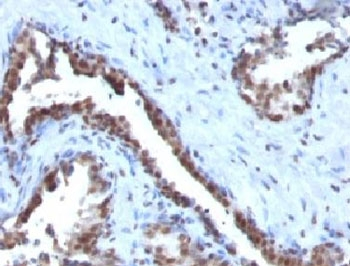 Cyclin B1 Antibody
