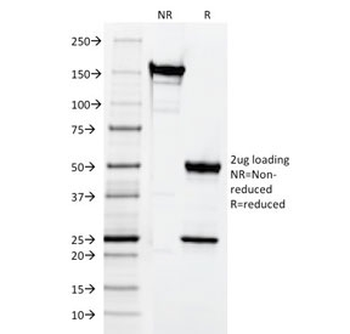CD3e Antibody