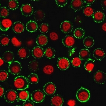 CD47 Antibody / IAP