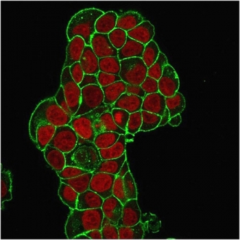 CD47 Antibody / IAP