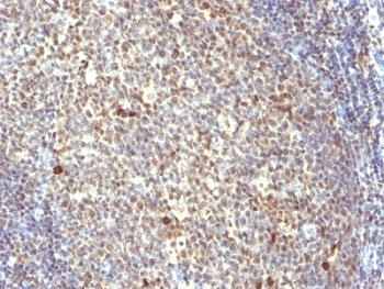 IPO-38 Antibody (Proliferation Marker)