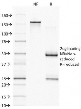 CD79a Antibody