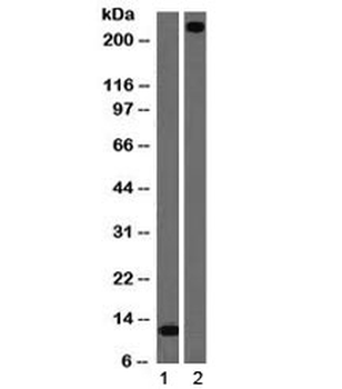 vWF Antibody