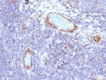 vWF Antibody