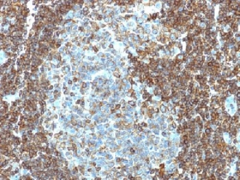 CD3e Antibody / Cytoplasmic domain