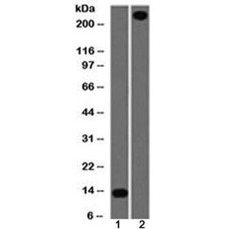 Recombinant vWF Antibody