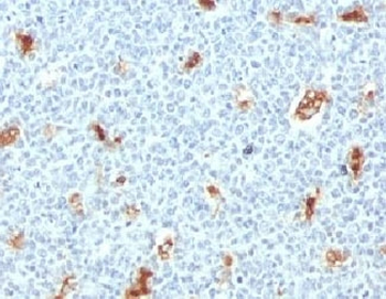 S100A9 Antibody